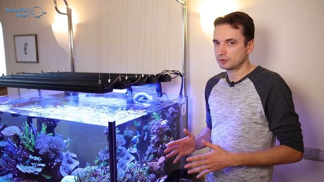 Обзор светильников BEAMS-R-10 на рифовом аквариуме, выращенном под светодиодным светом. смотреть онлайн