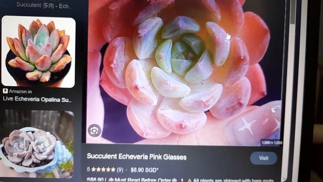 Echeveria Pink Glasses / How to colourise your Succulents / Succulent Unboxing video #46 / Whilly смотреть онлайн