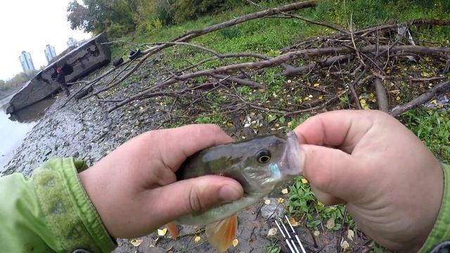 СПИННИНГ В ДУГУ на Каждом ЗАБРОСЕ. Ловля ОКУНЯ.Удачная РЫБАЛКА. смотреть онлайн