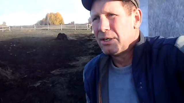 Нужен ли свет в коровнике?Про яйца . смотреть онлайн