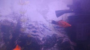 Меченосцы меняют пол(самка становится самцом)