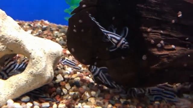 Гипанциструс зебра (Hypancistrus Zebra «L046»)