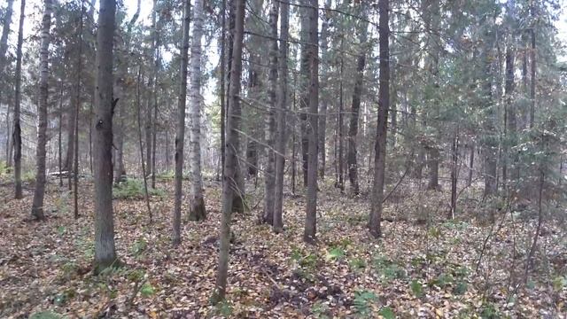 ОХОТА НА ЗАЙЦА С РУССКОЙ ГОНЧЕЙ.12 октября.Сезон 2021-2022.