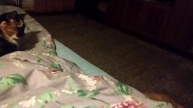 Кошачий сон и мой сон??? смотреть онлайн