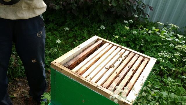 Чистотел хороший помощник против клеща Варроа.Обработка пчел.Хорошая дезинфекция.лечение варроатоз смотреть онлайн