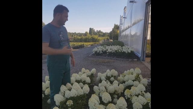 100 Napig Virágzó Hortenzia | Hydrangea Paniculata 'Living Summer Snow'