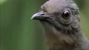 РЖАЧ НЕРЕАЛЬНЫЙ Птица Лира, которая имитирует все звуки которые когда либо слышала, вплоть до звук