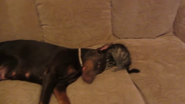 приставучий котенок и доберман смотреть онлайн