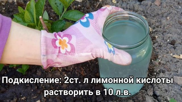 Подкармливаю этим гортензию, чтобы она цвела пышно и обильно смотреть онлайн