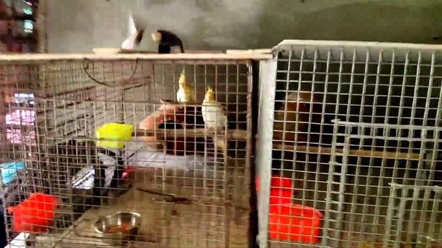 Bird Sell, cockatiel budgies java | cockatiel, java, budgies breeding setup visit? смотреть онлайн