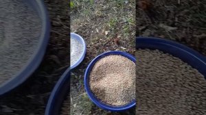 Первичная очистка гречихи .