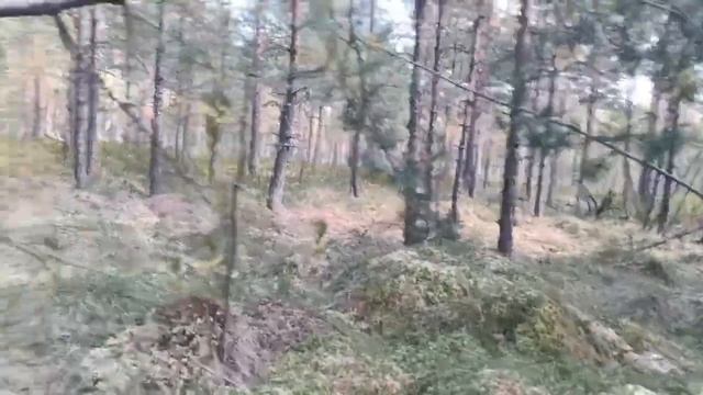 Грибы , ягоды в Осеннем лесу ? смотреть онлайн