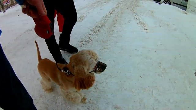 Как научить собаку ходьбе рядом смотреть онлайн