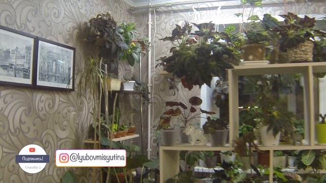 Цветы и интерьер. Обзор самой большой цветочной комнаты. смотреть онлайн
