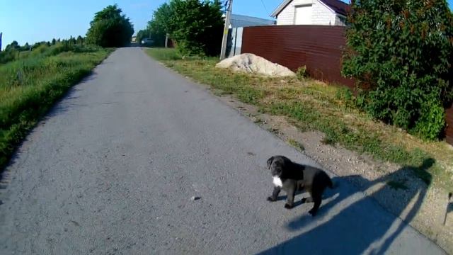 кане корсо первая прогулка смотреть онлайн
