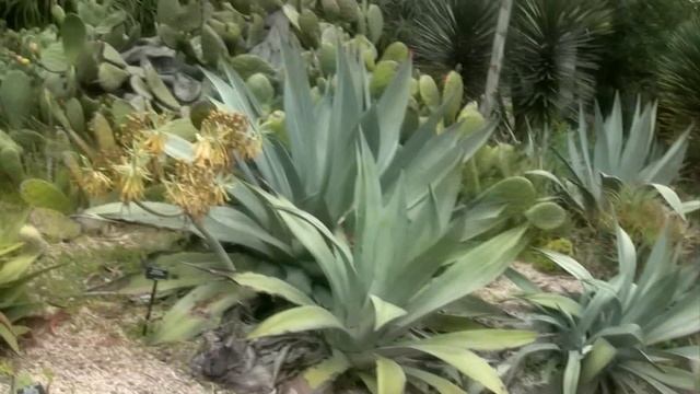 San Francisco Botanical Garden. California, USA (2)