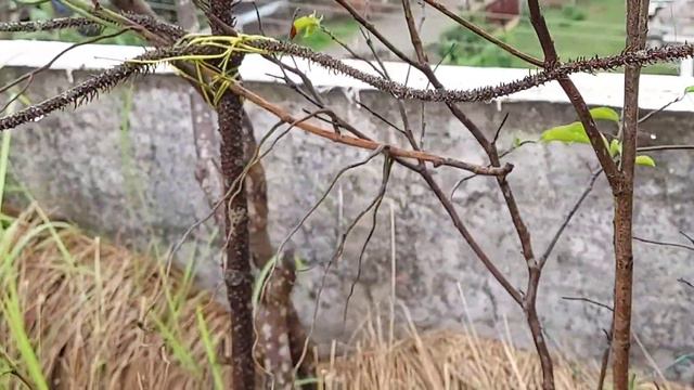papilionanthe teres orchid blooming in terrace garden смотреть онлайн