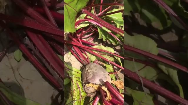 Свекла Мулатка . Заказать семена в телеграме @agroteka24 смотреть онлайн