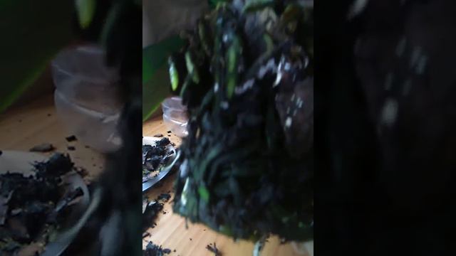 Перевалка Цветущей Орхидеи.. смотреть онлайн
