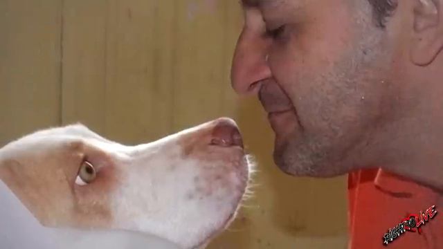 Мужчина плакал, у умирающего пса на его руках остановилось дыхание! смотреть онлайн