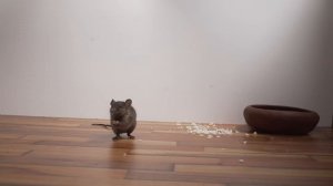 Mouse Sounds Compilation for Cats? CAT TV ? Mouse Sounds to Attract Cats (3 Hours)