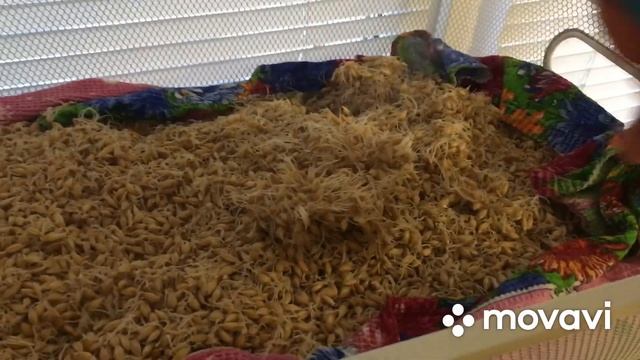 Технология изготовления солода из ячменя, это ФИАСКО БРАТАН смотреть онлайн