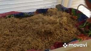 Технология изготовления солода из ячменя, это ФИАСКО БРАТАН