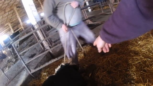 БЫКИ НА ОТКОРМЕ ЗАХРОМАЛИ - ЛЕЧИМ смотреть онлайн