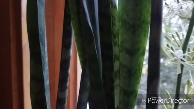 Сансевьера зацвела. смотреть онлайн