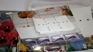 Виола из семян. 100% всхожесть.Стратифицируем семена кипятком.Серия 1.