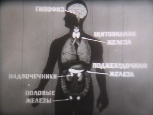 Физиология человека. Железы внутренней секреции