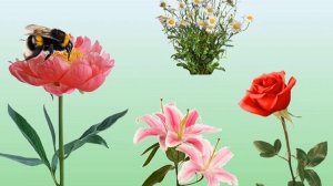 Сказка о садовых цветах