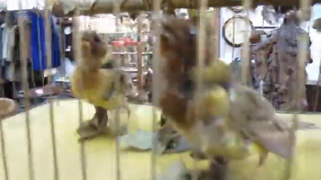 FRENCH BIRD AUTOMATION FROM HUNTERS & COLLECTORS ANTIQUES смотреть онлайн