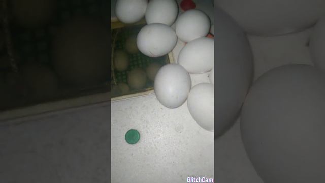 Инкубация куриных яиц!15-16 день! смотреть онлайн