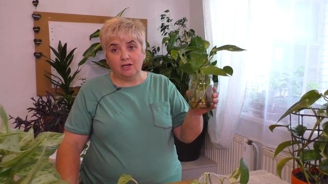 РАЗМНОЖАЮ ЭПИПРЕМНУМ (Сциндапсус) Черенками. Мои цветы. Мой опыт.