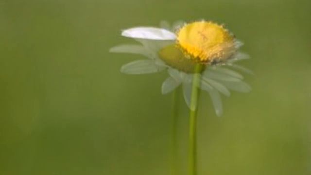 Песня Я РАНИМАЯ, ОЧЕНЬ РАНИМАЯ