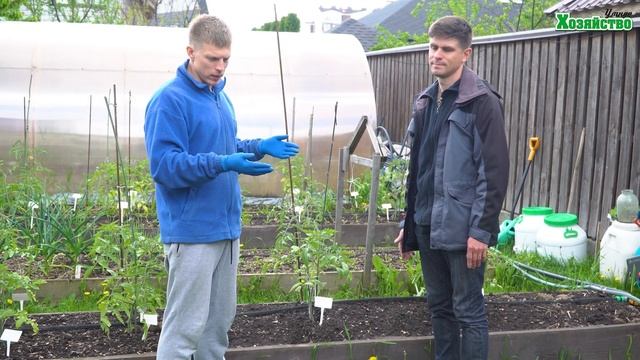 На каком расстоянии сажать томаты? смотреть онлайн