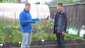 На каком расстоянии сажать томаты?