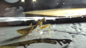 Богомол против огромного жука | Битва богомола и здорового жука-медляка