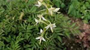 + Любка двулистная (Platanthéra bifólia) зацветает. июнь 2022.mp4