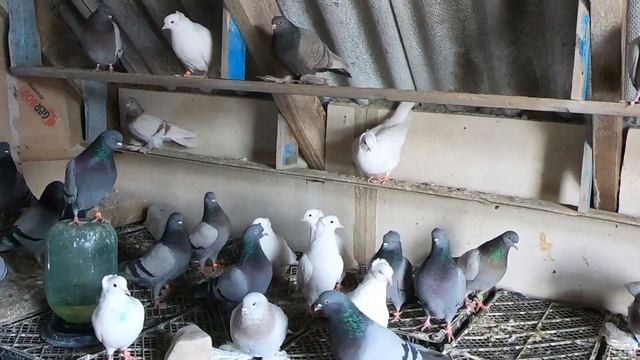 Где Пропал Третий летчик - Тренировка бакинских Голубеи с больших Расстояний смотреть онлайн