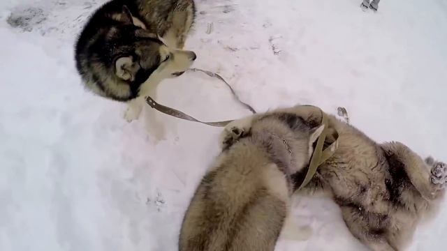 У нас НОВАЯ СОБАКА! ЩЕНЯЧИЙ ПАТРУЛЬ: маленький щенок маламут Майк смотреть онлайн