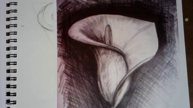 Flower Sketch Value mapping and Shading part 1 смотреть онлайн