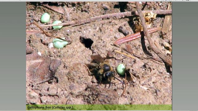 Pollinator Conservation in Cities смотреть онлайн