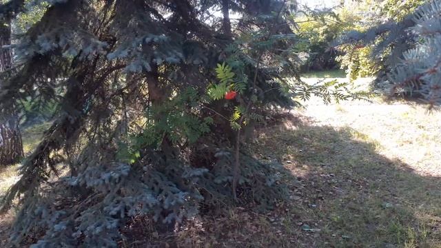 Композиция ели голубой и рябина, самосев. Небольшой обзор. смотреть онлайн