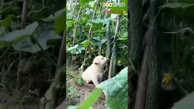 Любимые животные! Зоотроп любит Всех животных! Прикольные животные. Смешные зверята смотреть онлайн