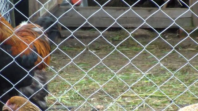 птичий двор (гуси, куры, цесарки, индюки) смотреть онлайн