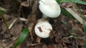 Груздь перечный Lactarius piperatus Описание Съедобность Видео определитель