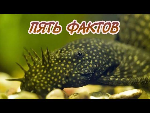 ПЯТЬ ИНТЕРЕСНЫХ ФАКТОР О АНЦИСТРУСЕ. смотреть онлайн