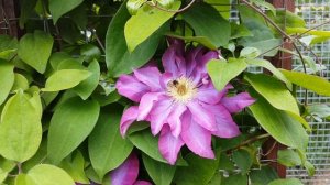 Клематис Какио . Clematis  Kakio . Японские сорта клематисов . Группа Патенс .